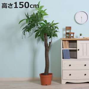 tFCNO[ pL 150cm p^Cv i ϗtA tFCN lHϗtA     8Ή sv lHA O[  CeA lH A ͂Ȃ jy3980~