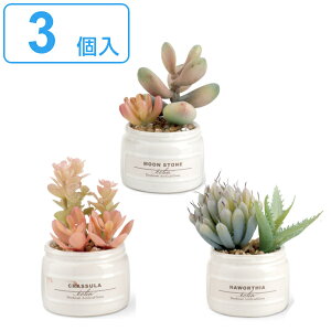 トイレ 多肉植物の通販 価格比較 価格 Com トイレ 多肉植物の通販 価格比較 価格 Com