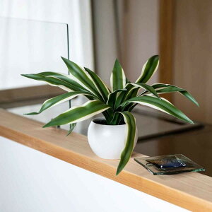 tFCNO[ hZi GNA nMO i lHϗtA CeAO[ ϗtA   A CTG}  L R h ݂艺 CeA O[ lH A 