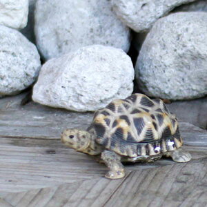 IuWF ChzVK ybgoN  i u  G Aj} A   fBXvC tBMA }XRbg T J AAj} rO  I[ig C