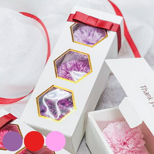  3փJ[l[V Ԃ̃J^`̓ Q-FLA i C  C bNX v[g  J[l[V ΂̍ ̓ Mtg oXObY oXpi  ϔ {bNX j