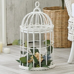  oXPbg  Pn fiore a24cm i  ^ CeA G  zCg fBXvC  ݂艺^ JS    JS  t[ O[ }eBbN 