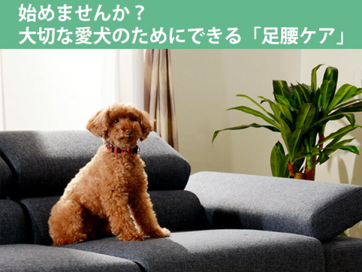人気top ドッグステップ 4段 小型犬用 階段型ソファ ステップ スロープ 犬用スロープ 階段 ペットステップ ペットスロープ Shipsctc Org