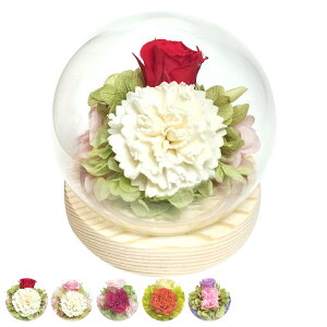 vU[uht[ XtBAh[AW KX h[ i  v[g t[Mtg AWg KXh[ 10cm RpNg  ̓ CeA ؂₩  r