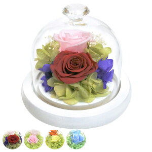 vU[uht[ KXh[AW `[t KX h[ i  v[g t[Mtg AWg KXh[ 11.6cm RpNg  ̓ CeA ؂₩ 