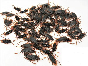 �S�L�u�� 100�� ��ʖ{���������� �W���[�N�ߋ�