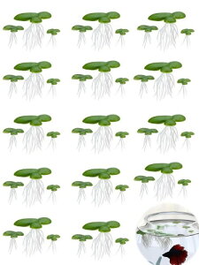 LYHMHAMY lHELNT 36Zbgi3TCY×e12jlH p ANAEA _J    fR[V vX`bN