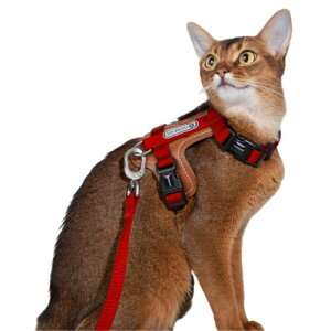 Lucky Friends Ȃ L n[lX [ht Up TCY߉\ ɂ ȒP Lp [hZbg (bh)