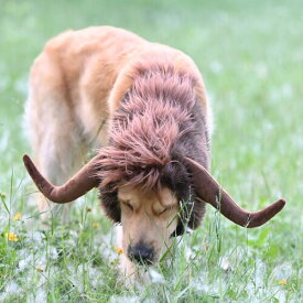 犬のハロウィンコスチューム ウィッグ 犬コスチューム 犬用 コスプレ 帽子 大型犬 中型犬 小型犬 変装グッズ ペット服 クリスマス 誕生日 パーティー 仮装グッズ 撮影 サイズ調整可能 (