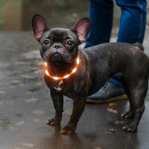 Ezierfy  - [d p LED  U Cg S TCY\ F500m ^A^A^p̓_ŌpEH[LOCg (IW)