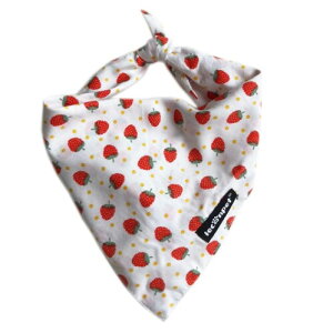 Leconpet o_iXJ[t^^p\tggCAOqLo_i悾ꂩ (, M)