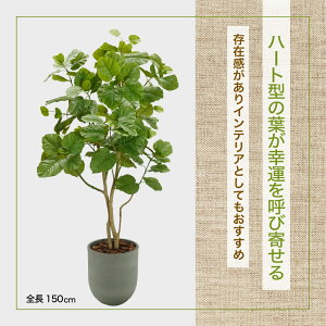 y@llzEx[^1{150cm ( CeA   lH ϗtA 1.5m fBXvC  X tFCN O[ 蕨 )@#05