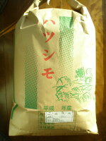 ハツシモ米100％