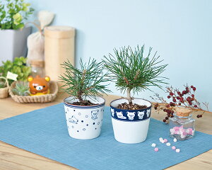 黒松 種の人気商品 通販 価格比較 価格 Com