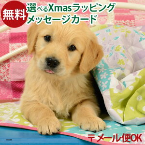 LP[OK pY qp Ravensburger xXo[K[ L[gEps[i49s[X×3j 5  q