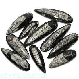 楽天市場 化石の通販