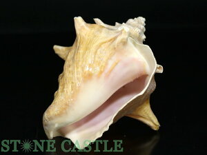 _yu΁zLk NC[RNVF No.81 yp[Xg[ VR ANZT[z