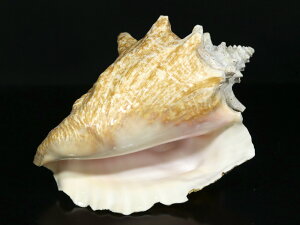 _yu΁zLk NC[RNVF No.83 yp[Xg[ VR ANZT[z