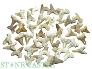 y΁zL̎ () 70gpbN No.01 yp[Xg[ VR ANZT[ fB[X Yz