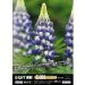 コル・アート・オフィス BEST素材5000シリーズ vol.003 春の花(対応OS:WIN&MAC) 取り寄せ商品