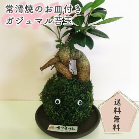 楽天市場 苔玉 ガジュマルの通販