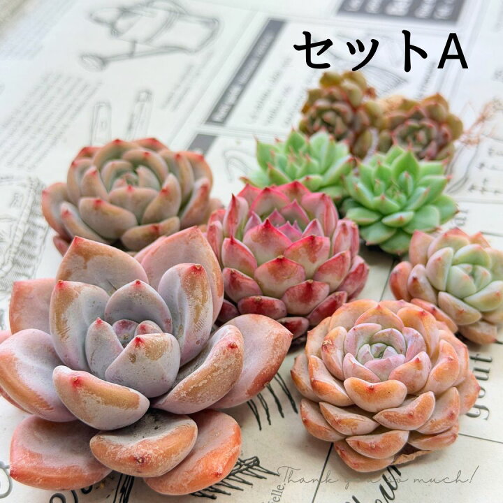 楽天市場】母の日 多肉植物 エケベリア セット 『華』 名前付き 韓国苗 