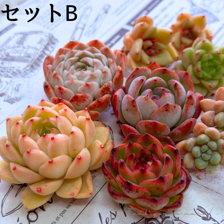 楽天市場】母の日 多肉植物 エケベリア セット 『華』 名前付き 韓国苗 