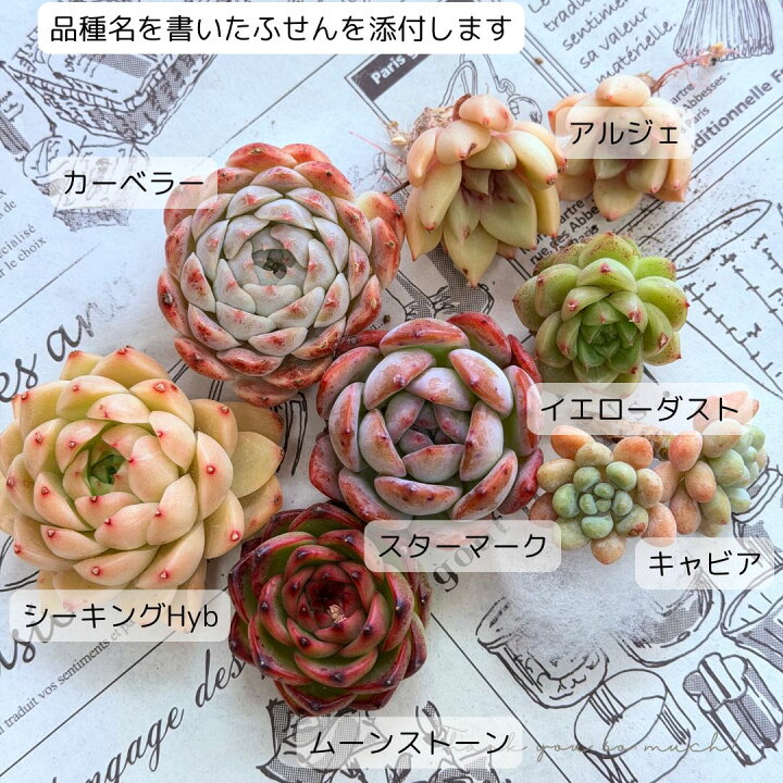 楽天市場】母の日 多肉植物 エケベリア セット 『華』 名前付き 韓国苗 