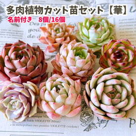 多肉植物 エケベリア セット 『華』 名前付き 韓国苗 送料無料 福袋 セール