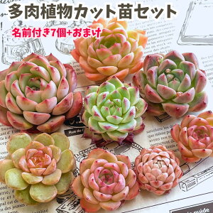 A GPxA Zbg w؁x Ot GPxA Zbg̔ c Jbgc c K[f  킢  Z[