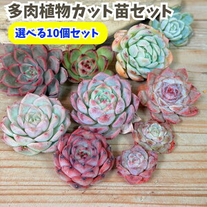 A GPxA 10 Zbg wx Ot GPxA Zbg̔ c Jbgc c K[f  킢  Z[