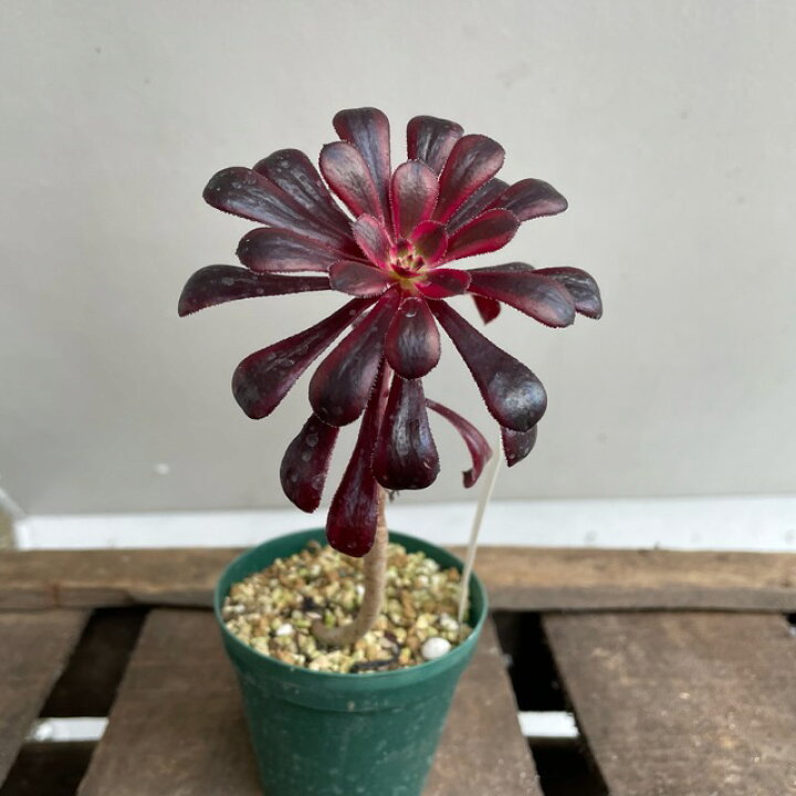 楽天市場 アエオニウム 黒法師 斑入り 多肉植物 3号鉢 雑貨と花の通販garden Shop Coniwa