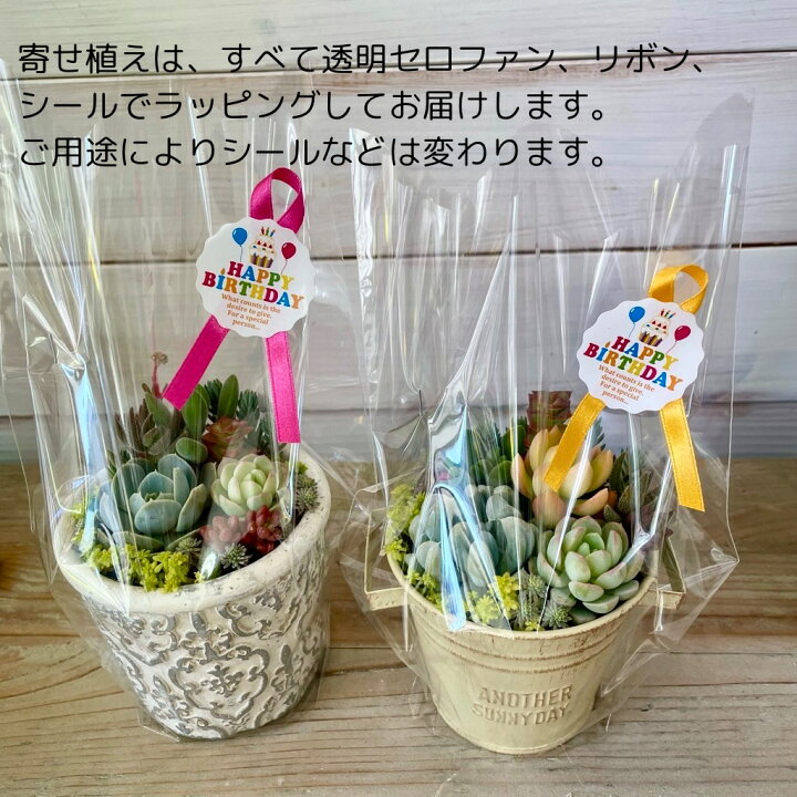 楽天市場】父の日 多肉植物 寄せ植え シャルルドフルールM 母の日 父の  