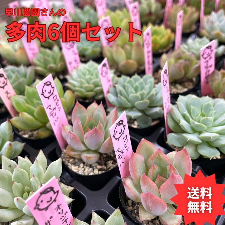 楽天市場】多肉植物 エケベリア おまかせ6個セット＋おまけ付き 名札 