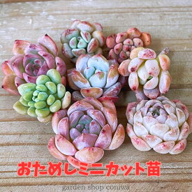 多肉植物 エケベリア セット ミニ苗4個／10個 多肉苗 苗 おためし かわいい 福袋 寄せ植え ガーデニング 詰め合わせ ポイント消化 送料無料