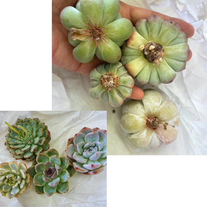 楽天市場】母の日 多肉植物 エケベリア セット 『華』 名前付き 韓国苗 
