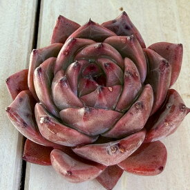 多肉植物 エケベリア キャラメル 多肉 苗 カット苗