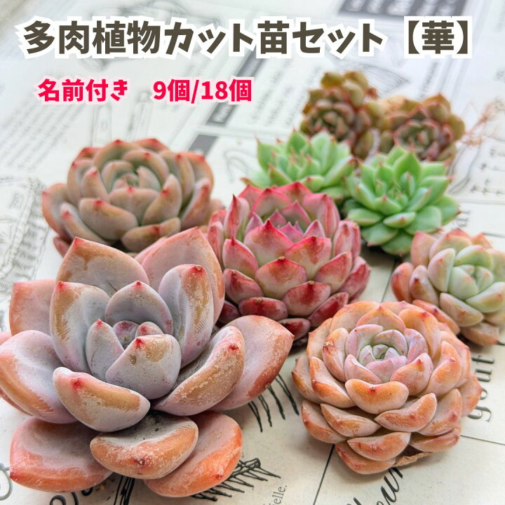 楽天市場】【ｱｳﾄﾚｯﾄ苗ﾌﾟﾚｾﾞﾝﾄ】 母の日 多肉植物 エケベリア セット 