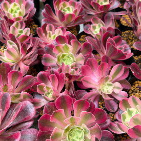 アエオニウム ウィッチ 斑入り 多肉植物 2.5号