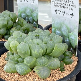ハオルチア オブツーサ 多肉植物 2.5号鉢