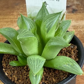 ハオルチア 寿 多肉植物 2.5号鉢