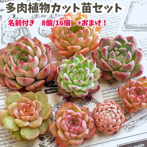 y11/18܂ł܂z A GPxA Zbg w؁x Ot GPxA Zbg̔ c Jbgc c K[f  킢  Z[