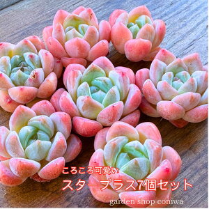 A GPxA Zbg X^[vX~jc7 c c sN 킢  񂹐A K[fjO lߍ킹 |Cg 