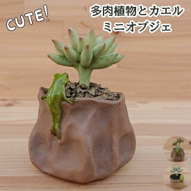 多肉植物とカエル オブジェ オーナメント かえる カエル 多肉植物 サボテン ミニチュア フィギュア ガーデニング雑貨 インテリア雑貨 置物 インテリア おしゃれ 雑貨 メール便送料無料
