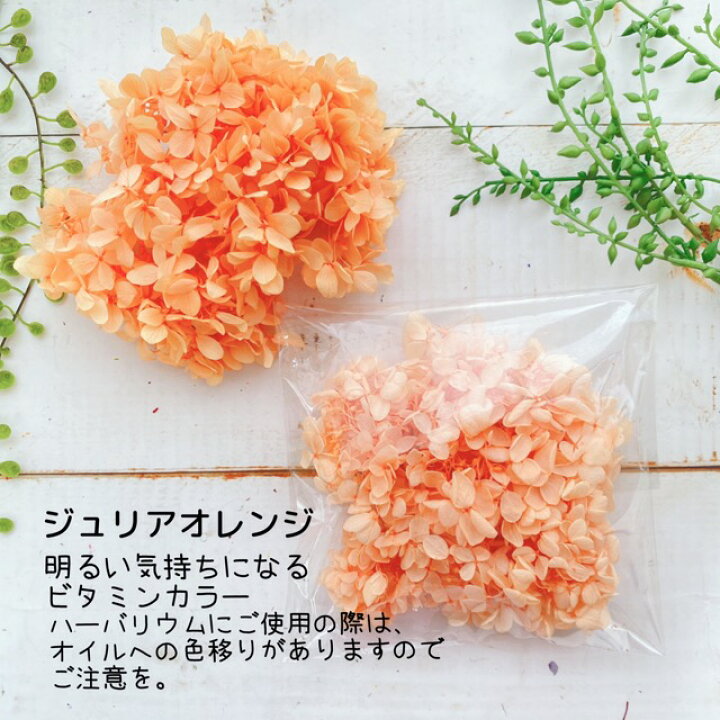 楽天市場 プリザーブドフラワー あじさい 2色パック アジサイ 紫陽花 ハーバリウム 花材 セット キャンドル アロマワックスバー ハンドメイド 資材 メール便 送料無料 小分け パーツ 大地農園 ソフトピラミッドアジサイヘッド 雑貨と花の通販garden Shop Coniwa