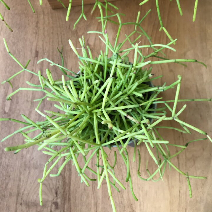 楽天市場 リプサリス カスッサ 観葉植物 小さい 室内 サボテン 3号鉢 鉢植え おしゃれ 人気 雑貨と花の通販garden Shop Coniwa 楽天市場 リプサリス カスッサ 観葉植物 小さい 室内 サボテン 3号鉢 鉢植え おしゃれ 人気 雑貨と花の通販garden Shop Coniwa