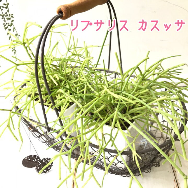 楽天市場 リプサリス カスッサ 観葉植物 小さい 室内 サボテン 3号鉢 鉢植え おしゃれ 人気 雑貨と花の通販garden Shop Coniwa