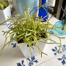 リプサリス カスッサ 観葉植物 小さい 室内 サボテン 4号鉢 鉢植え おしゃれ 人気