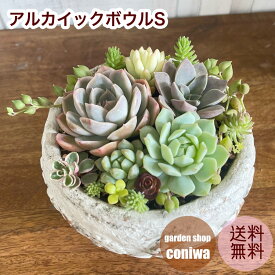 母の日 多肉植物寄せ植え アルカイックボウルS 寄せ植え 多肉植物 誕生日 母の日プレゼント 退色祝 開店祝 プレゼント ギフト 鉢植え おしゃれ 可愛い かわいい