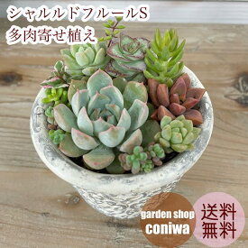 母の日 多肉植物寄せ植え シャルルドフルールS（各種） 多肉植物 鉢植え ギフト 送料無料 お花 敬老の日 母の日プレゼント 父の日 誕生日 退職祝 送別 お返し おすすめ